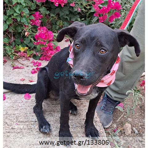 Δίνεται για υιοθεσία - χαρίζεται ημίαιμη σκυλίτσα Pit Bull - Πίτ Μπουλ Τερριέ