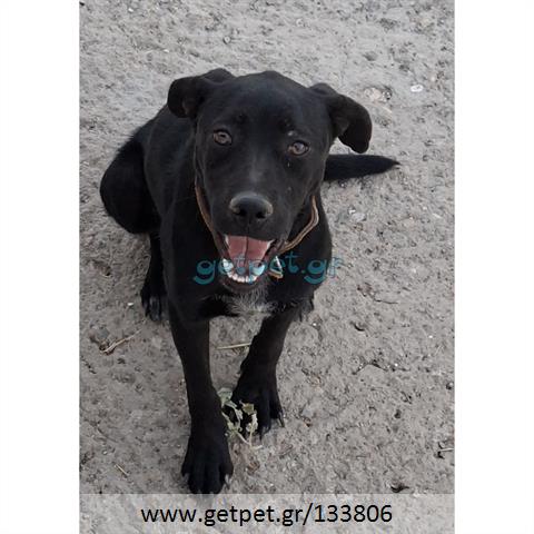 Δίνεται για υιοθεσία - χαρίζεται ημίαιμη σκυλίτσα Pit Bull - Πίτ Μπουλ Τερριέ