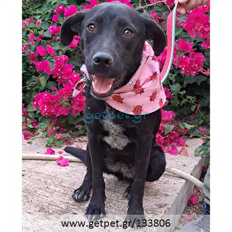 Δίνεται για υιοθεσία - χαρίζεται ημίαιμη σκυλίτσα Pit Bull - Πίτ Μπουλ Τερριέ