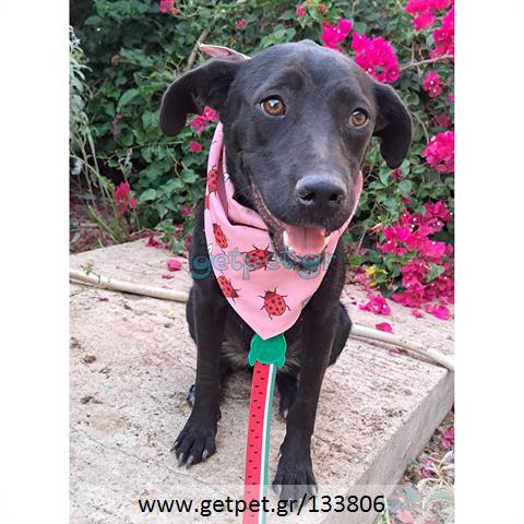 Δίνεται για υιοθεσία - χαρίζεται ημίαιμη σκυλίτσα Pit Bull - Πίτ Μπουλ Τερριέ