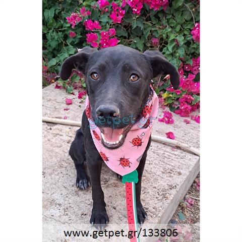 Δίνεται για υιοθεσία - χαρίζεται ημίαιμη σκυλίτσα Pit Bull - Πίτ Μπουλ Τερριέ