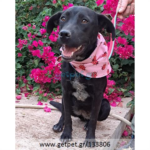 Δίνεται για υιοθεσία - χαρίζεται ημίαιμη σκυλίτσα Pit Bull - Πίτ Μπουλ Τερριέ