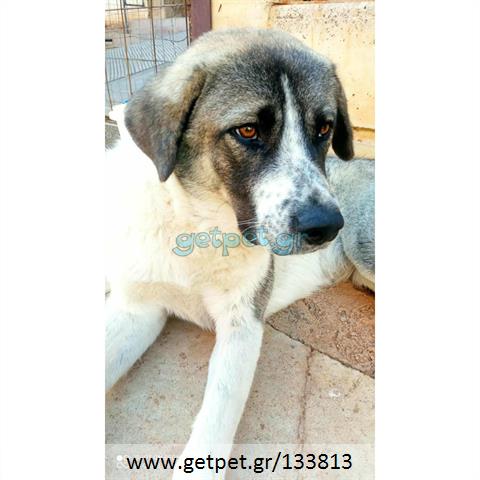 Δίνεται για υιοθεσία - χαρίζεται ημίαιμη σκυλίτσα Greek Sheepdog - Ελληνικός Ποιμενικός