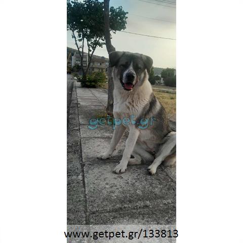 Δίνεται για υιοθεσία - χαρίζεται ημίαιμη σκυλίτσα Greek Sheepdog - Ελληνικός Ποιμενικός