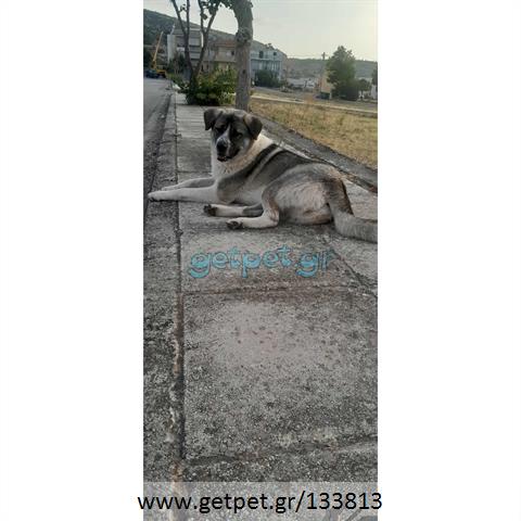 Δίνεται για υιοθεσία - χαρίζεται ημίαιμη σκυλίτσα Greek Sheepdog - Ελληνικός Ποιμενικός