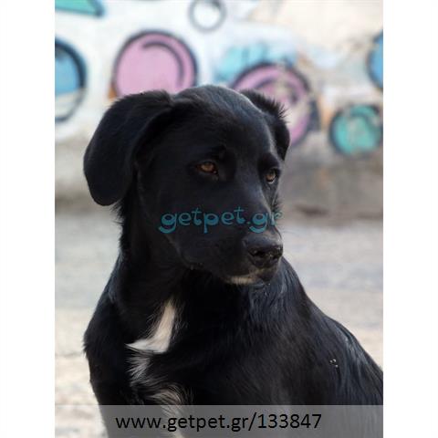 Δίνεται για υιοθεσία - χαρίζεται ημίαιμος σκυλάκος