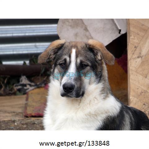 Δίνεται για υιοθεσία - χαρίζεται ημίαιμος σκυλάκος Greek Sheepdog - Ελληνικός Ποιμενικός