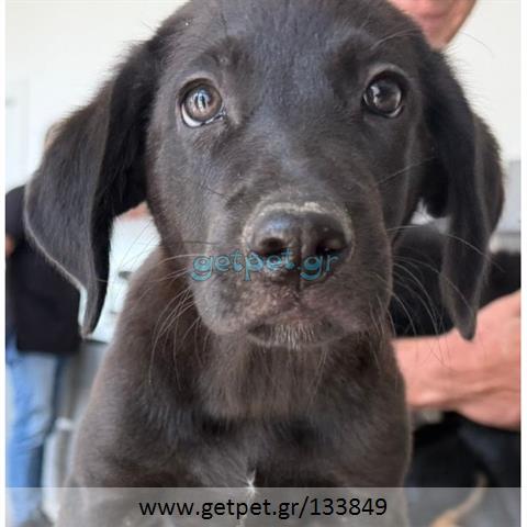 Δίνεται για υιοθεσία - χαρίζεται ημίαιμος σκυλάκος
