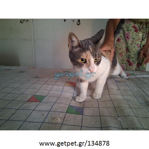 Δίνεται για υιοθεσία - χαρίζεται ημίαιμη γάτα