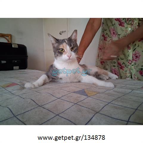Δίνεται για υιοθεσία - χαρίζεται ημίαιμη γάτα