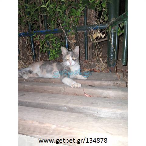 Δίνεται για υιοθεσία - χαρίζεται ημίαιμη γάτα