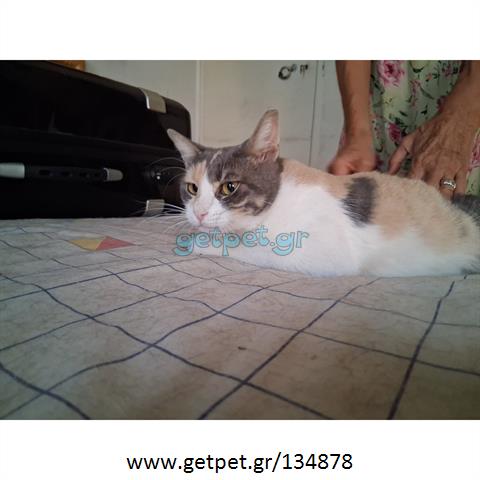 Δίνεται για υιοθεσία - χαρίζεται ημίαιμη γάτα
