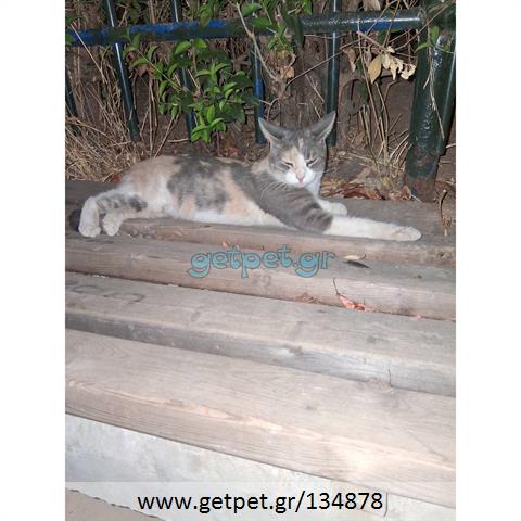 Δίνεται για υιοθεσία - χαρίζεται ημίαιμη γάτα