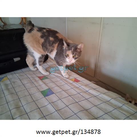Δίνεται για υιοθεσία - χαρίζεται ημίαιμη γάτα