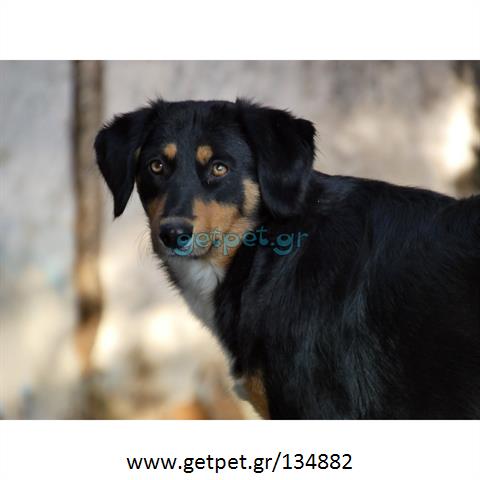 Δίνεται για υιοθεσία - χαρίζεται ημίαιμη σκυλίτσα