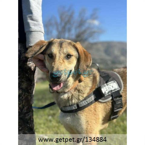 Δίνεται για υιοθεσία - χαρίζεται ημίαιμος σκυλάκος