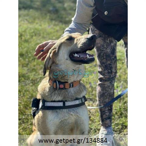 Δίνεται για υιοθεσία - χαρίζεται ημίαιμος σκυλάκος