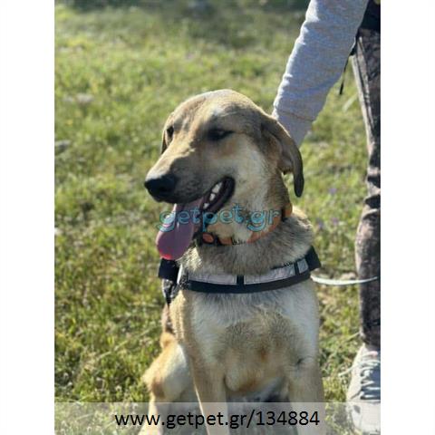 Δίνεται για υιοθεσία - χαρίζεται ημίαιμος σκυλάκος