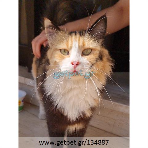 Δίνεται για υιοθεσία - χαρίζεται ημίαιμη γάτα Aegean Cat - Γάτα Αιγαίου
