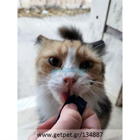 Δίνεται για υιοθεσία - χαρίζεται ημίαιμη γάτα Aegean Cat - Γάτα Αιγαίου