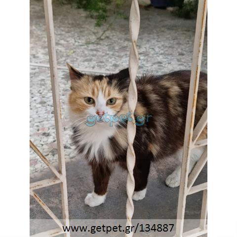 Δίνεται για υιοθεσία - χαρίζεται ημίαιμη γάτα Aegean Cat - Γάτα Αιγαίου