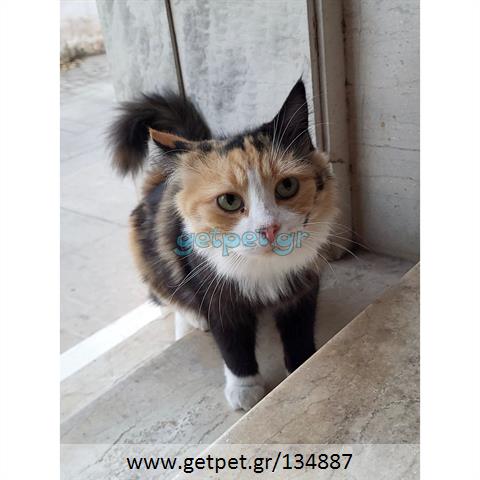 Δίνεται για υιοθεσία - χαρίζεται ημίαιμη γάτα Aegean Cat - Γάτα Αιγαίου