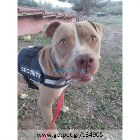 Δίνεται για υιοθεσία - χαρίζεται σκυλάκος Pit Bull - Πίτ Μπουλ Τερριέ