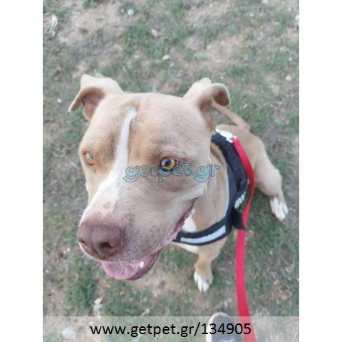 Δίνεται για υιοθεσία - χαρίζεται σκυλάκος Pit Bull - Πίτ Μπουλ Τερριέ