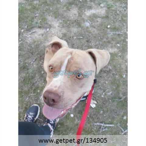 Δίνεται για υιοθεσία - χαρίζεται σκυλάκος Pit Bull - Πίτ Μπουλ Τερριέ
