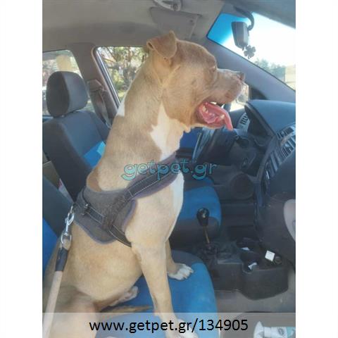 Δίνεται για υιοθεσία - χαρίζεται σκυλάκος Pit Bull - Πίτ Μπουλ Τερριέ
