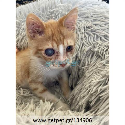 Δίνεται για υιοθεσία - χαρίζεται ημίαιμο γατάκι