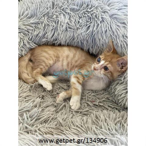 Δίνεται για υιοθεσία - χαρίζεται ημίαιμο γατάκι