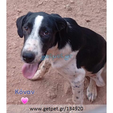 Δίνεται για υιοθεσία - χαρίζεται ημίαιμος σκυλάκος