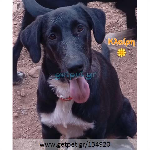 Δίνεται για υιοθεσία - χαρίζεται ημίαιμος σκυλάκος