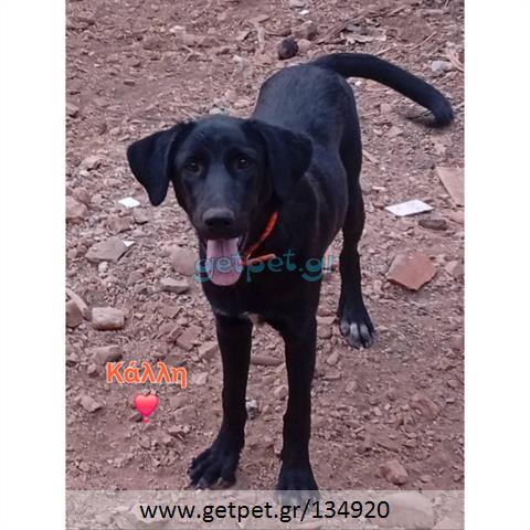 Δίνεται για υιοθεσία - χαρίζεται ημίαιμος σκυλάκος