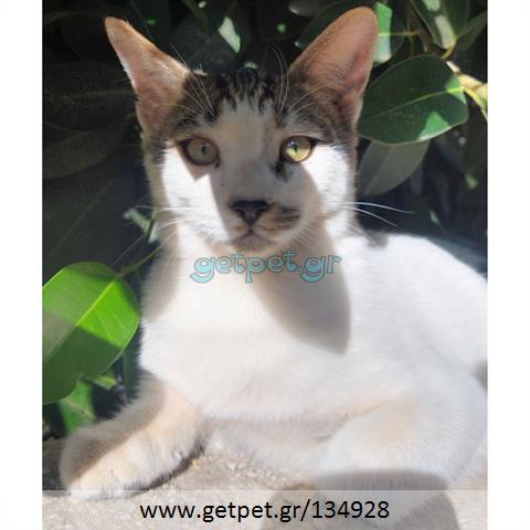 Δίνεται για υιοθεσία - χαρίζεται ημίαιμος γάτος Aegean Cat - Γάτα Αιγαίου