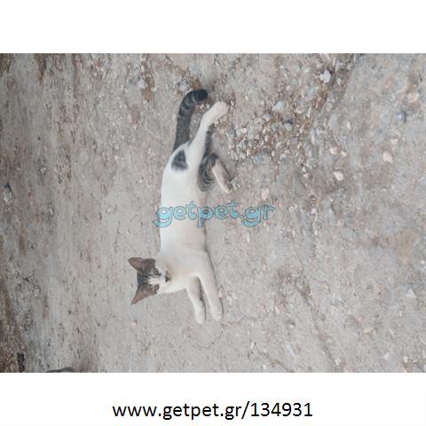 Δίνεται για υιοθεσία - χαρίζεται γάτος Aegean Cat - Γάτα Αιγαίου