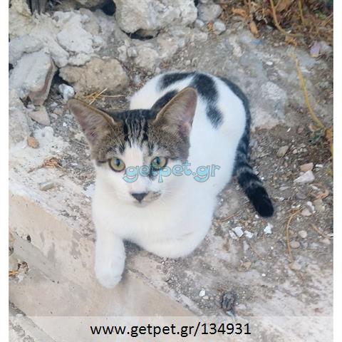 Δίνεται για υιοθεσία - χαρίζεται γάτος Aegean Cat - Γάτα Αιγαίου