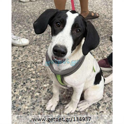 Δίνεται για υιοθεσία - χαρίζεται ημίαιμος σκυλάκος