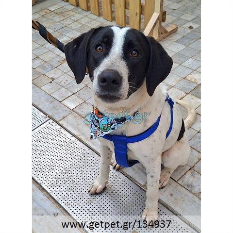 Δίνεται για υιοθεσία - χαρίζεται ημίαιμος σκυλάκος