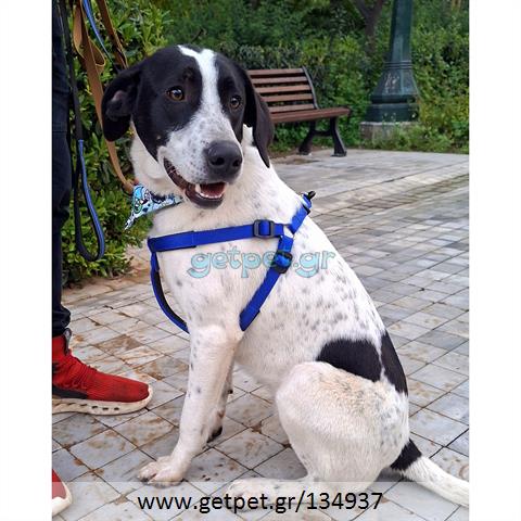 Δίνεται για υιοθεσία - χαρίζεται ημίαιμος σκυλάκος