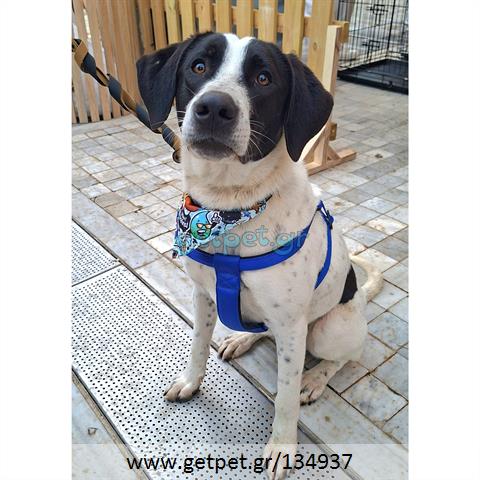 Δίνεται για υιοθεσία - χαρίζεται ημίαιμος σκυλάκος