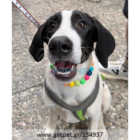 Δίνεται για υιοθεσία - χαρίζεται ημίαιμος σκυλάκος