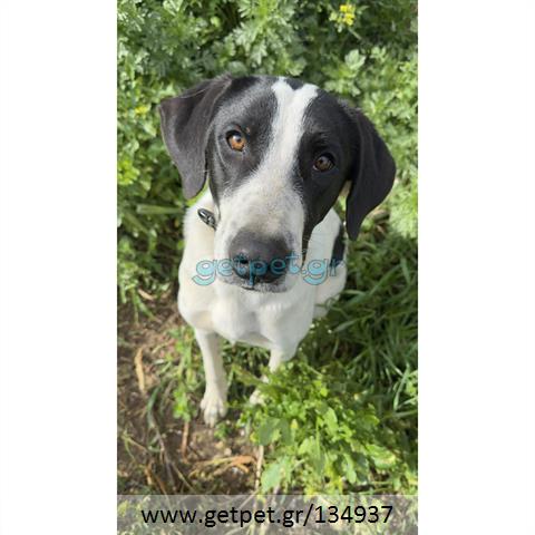 Δίνεται για υιοθεσία - χαρίζεται ημίαιμος σκυλάκος