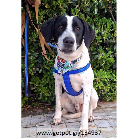 Δίνεται για υιοθεσία - χαρίζεται ημίαιμος σκυλάκος