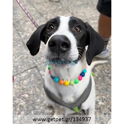 Δίνεται για υιοθεσία - χαρίζεται ημίαιμος σκυλάκος