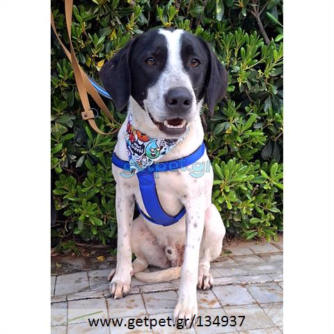 Δίνεται για υιοθεσία - χαρίζεται ημίαιμος σκυλάκος