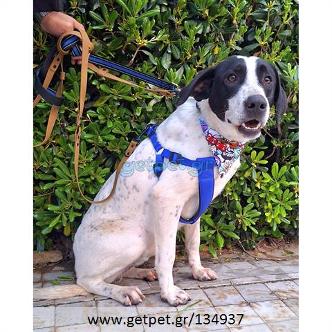 Δίνεται για υιοθεσία - χαρίζεται ημίαιμος σκυλάκος