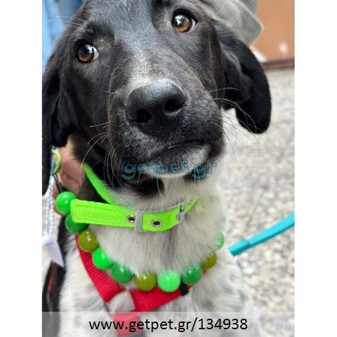 Δίνεται για υιοθεσία - χαρίζεται ημίαιμος σκυλάκος