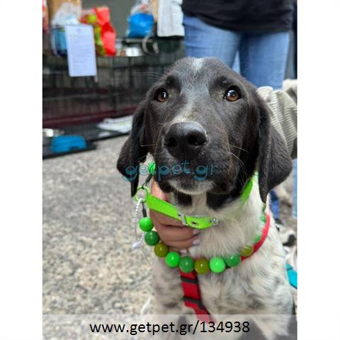 Δίνεται για υιοθεσία - χαρίζεται ημίαιμος σκυλάκος